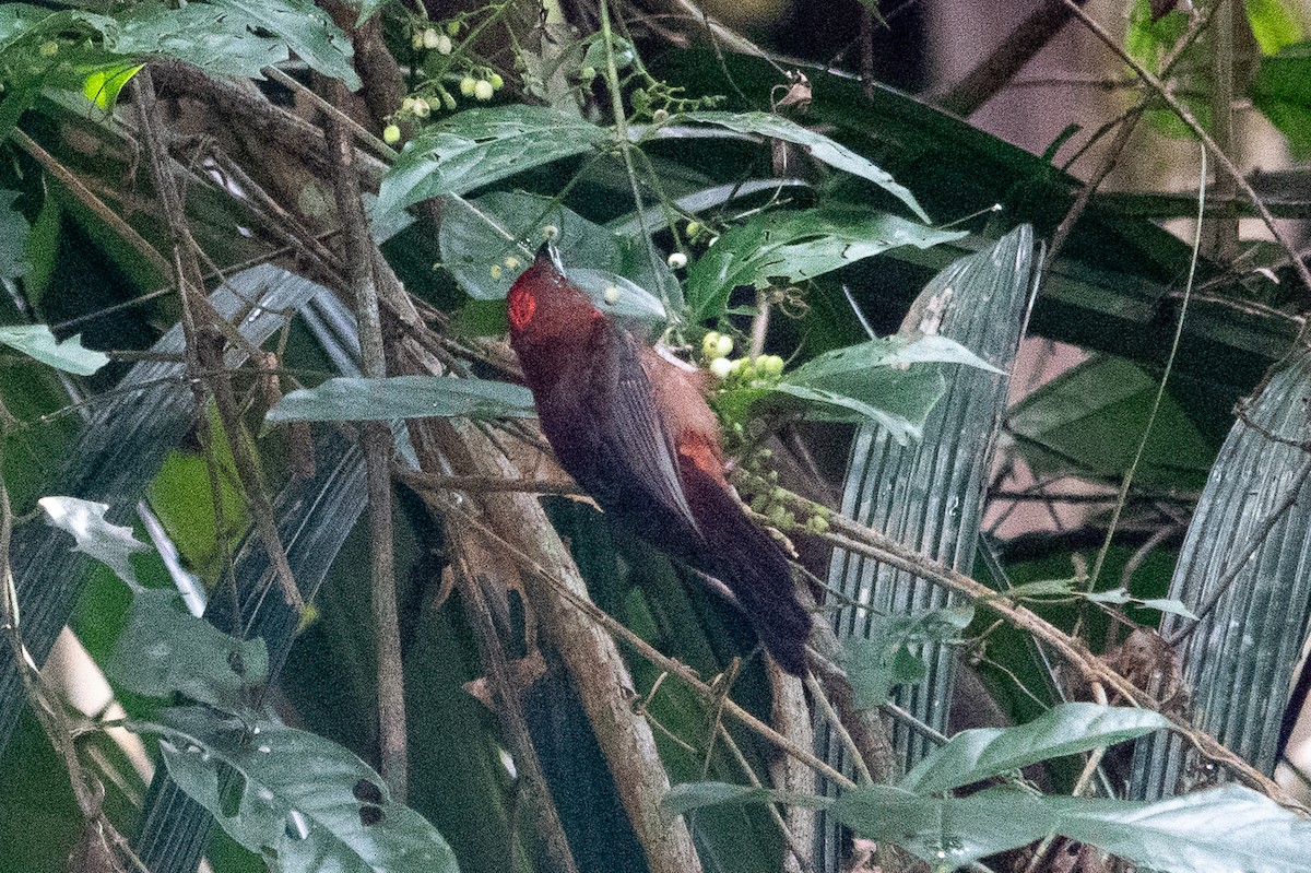 Red-throated Ant-Tanager - ML643282972