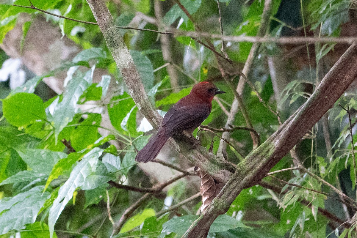 Red-throated Ant-Tanager - ML643282973