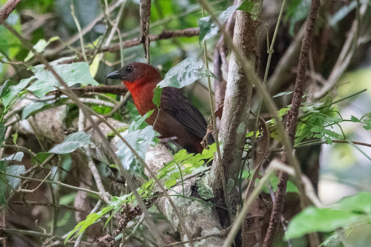 Red-throated Ant-Tanager - ML643282975