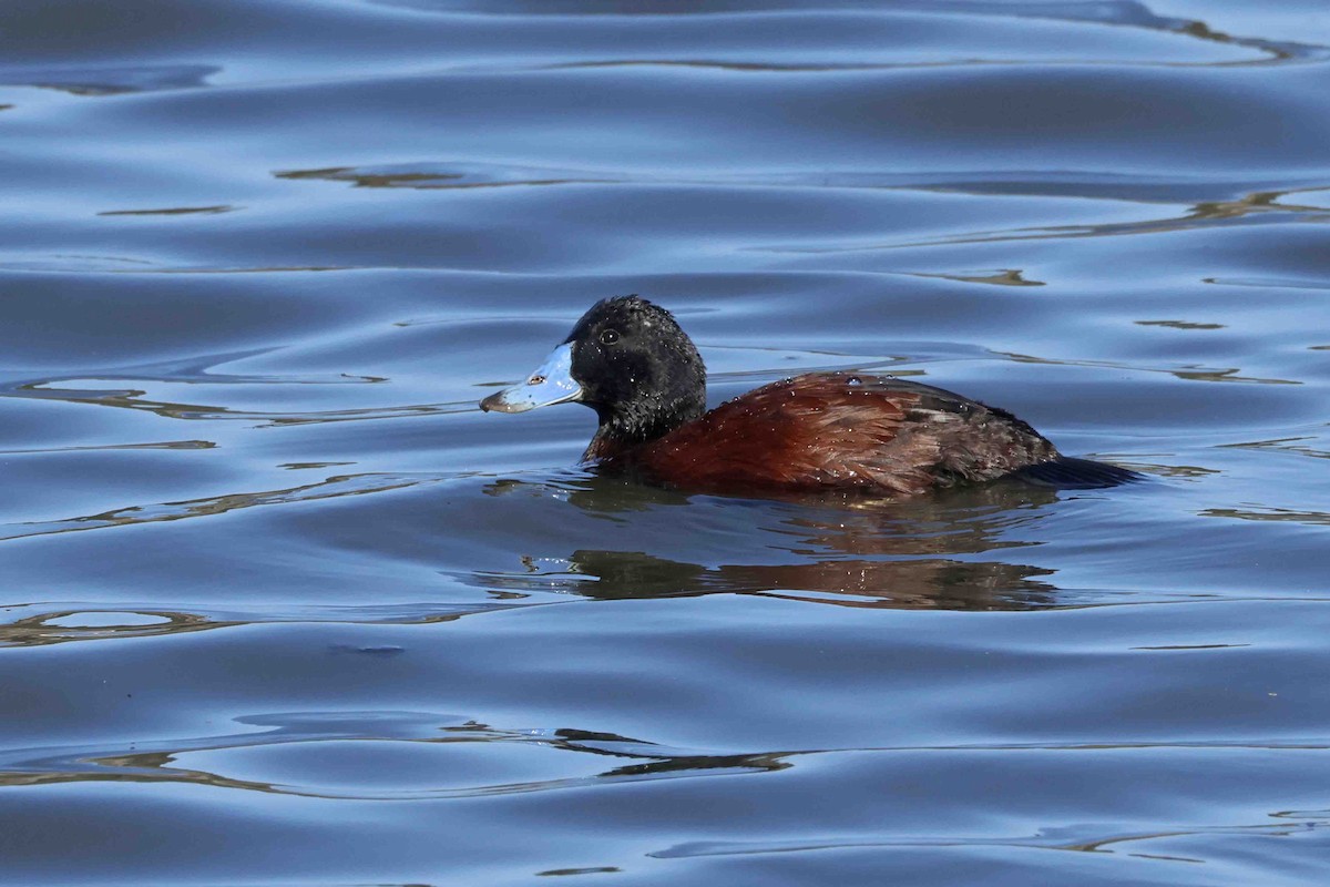 Blue-billed Duck - ML643282978