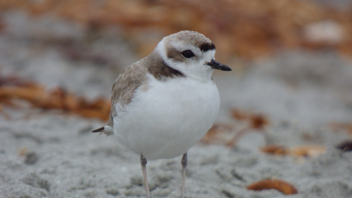 Snowy Plover - ML643282982