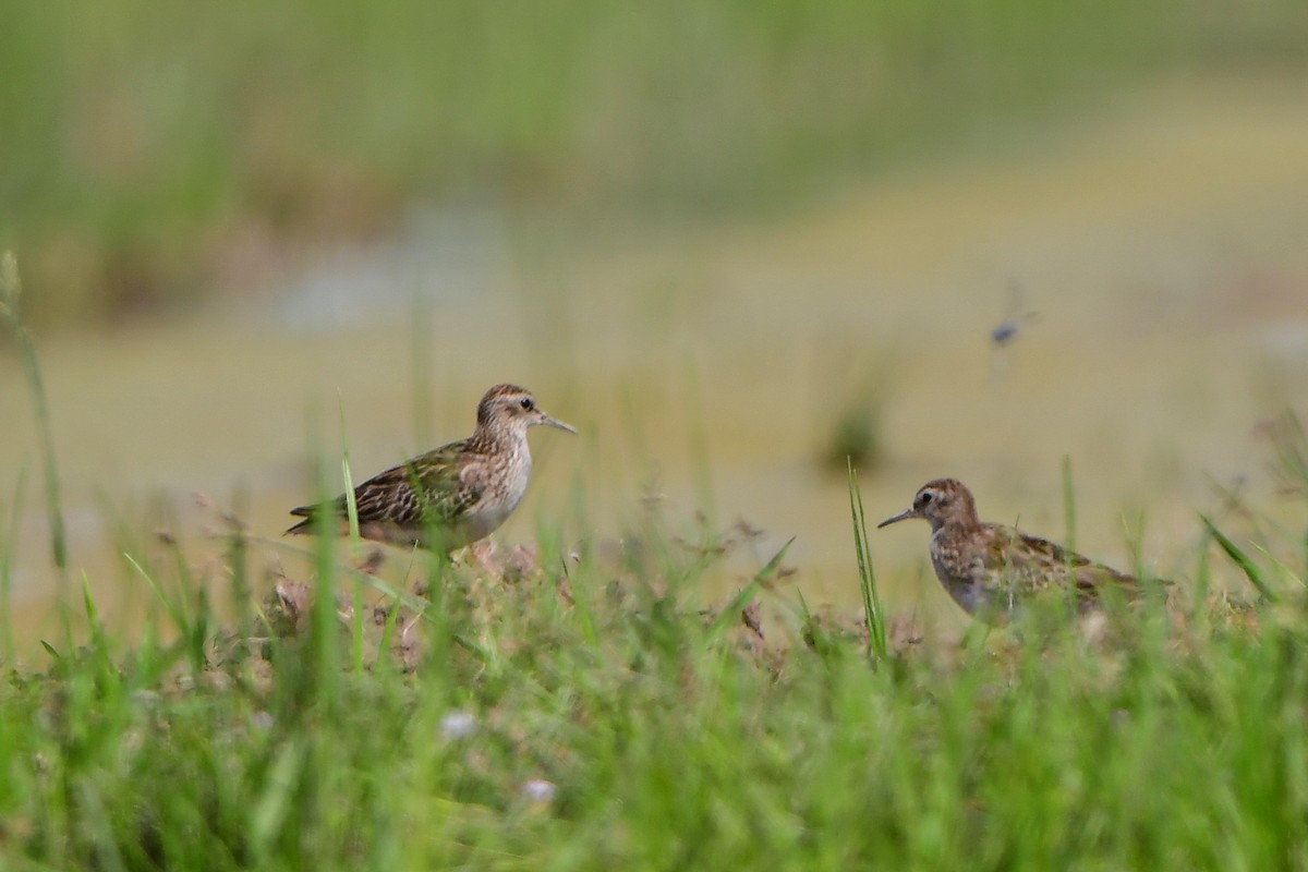 Long-toed Stint - ML643282983