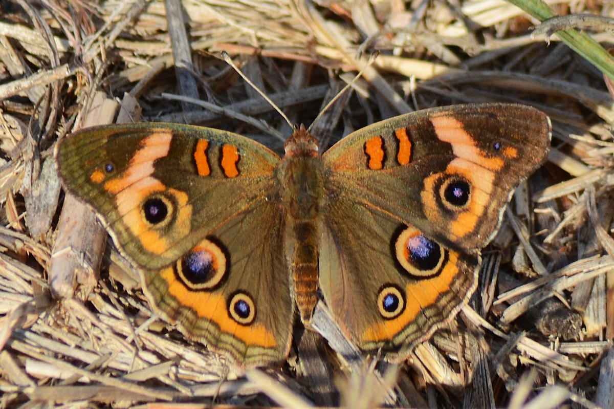 Common Buckeye - ML643282995