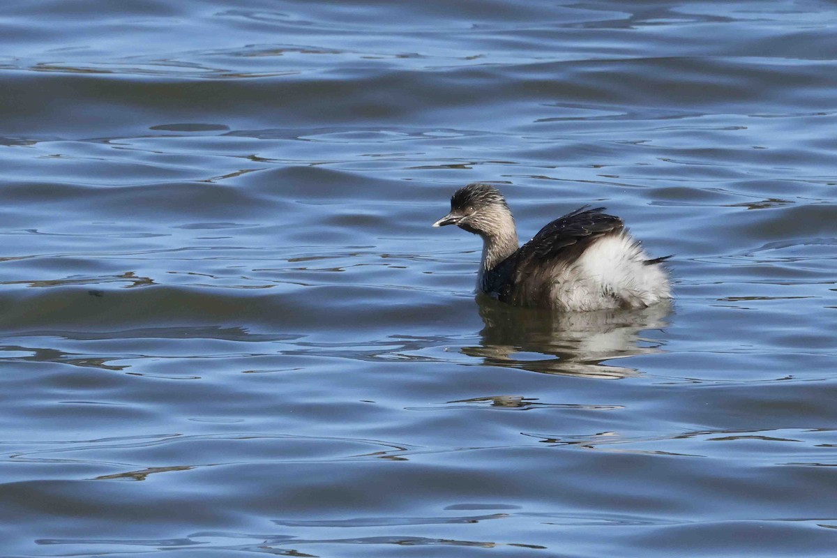 Hoary-headed Grebe - ML643282999