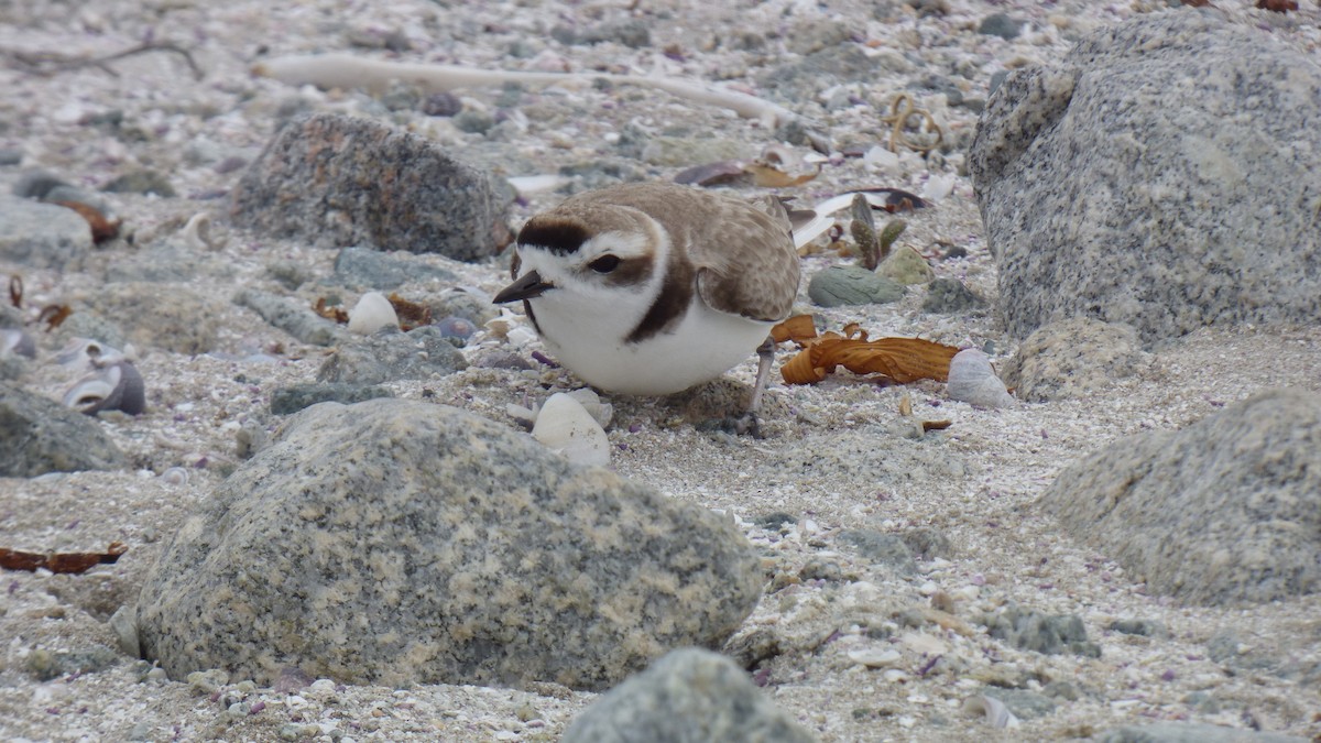Snowy Plover - ML643283002