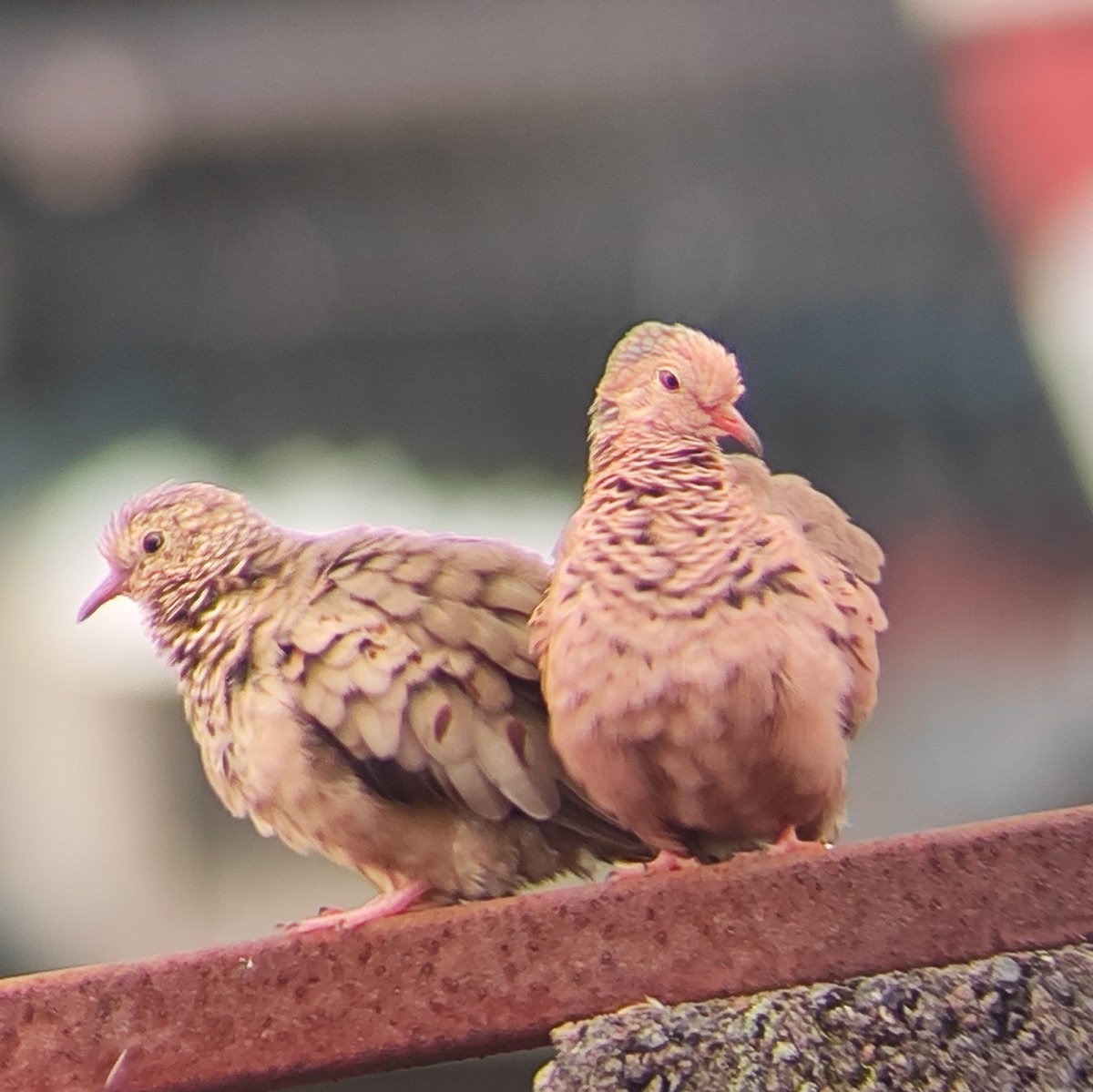 Common Ground Dove - ML643283034