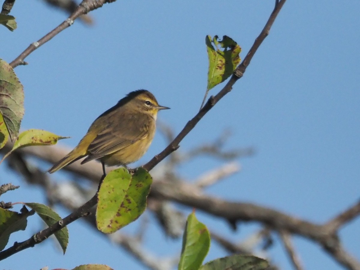 lesňáček bažinný (ssp. hypochrysea) - ML643283038