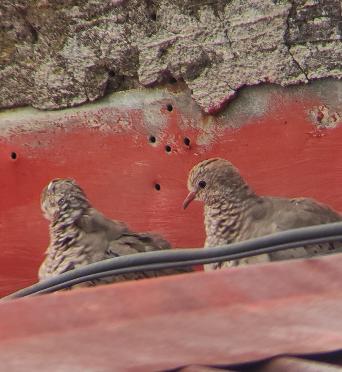 Common Ground Dove - ML643283040