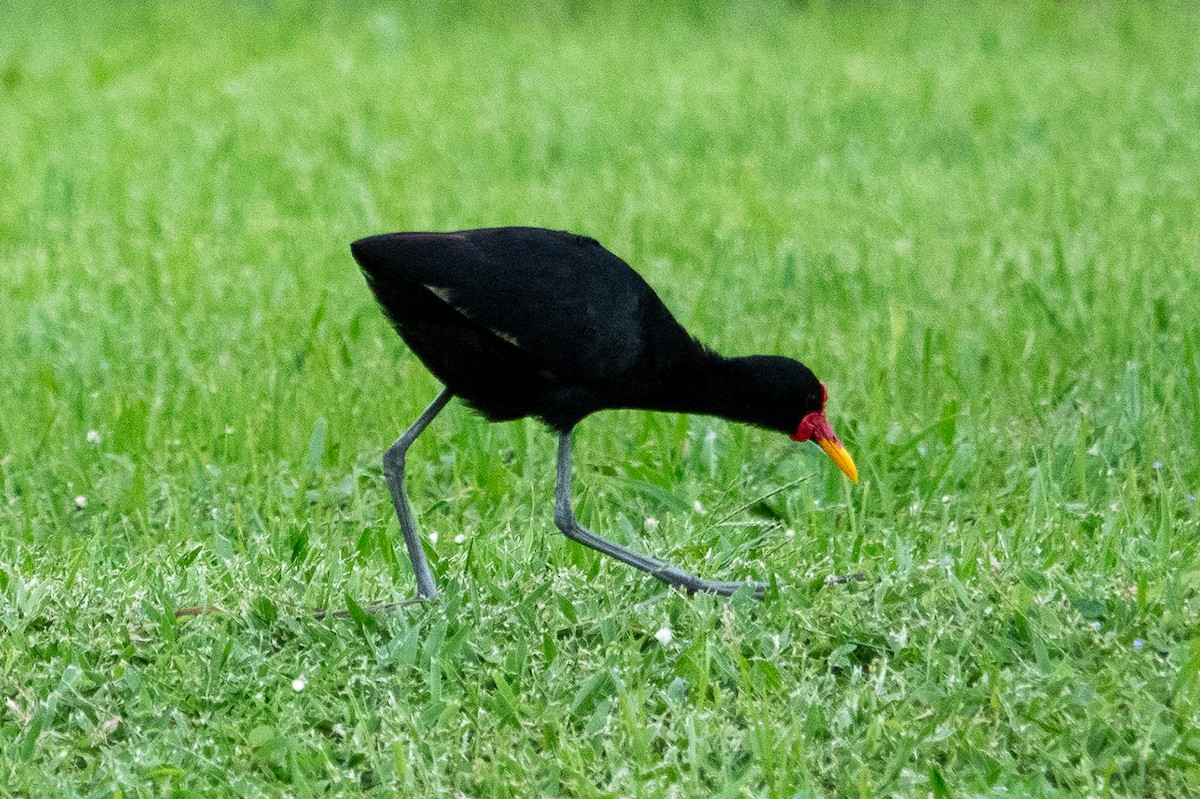 Wattled Jacana - ML643283043