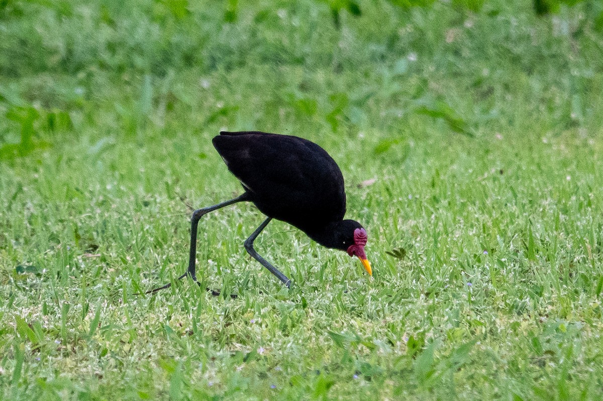 Wattled Jacana - ML643283044