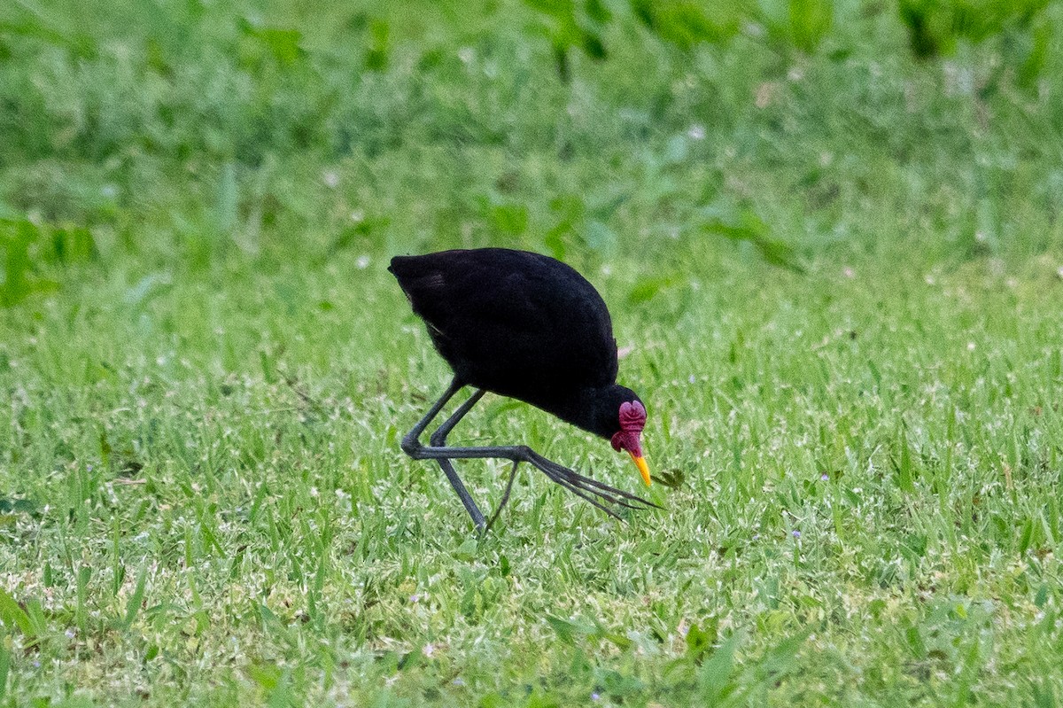 Wattled Jacana - ML643283045