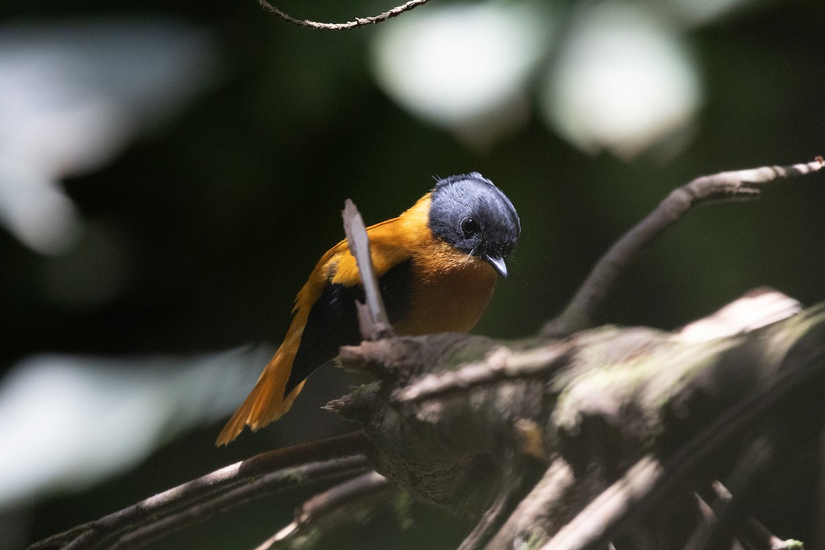 Black-and-orange Flycatcher - ML643283046
