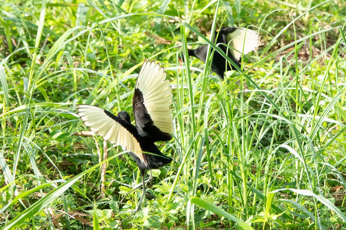 Wattled Jacana - ML643283047