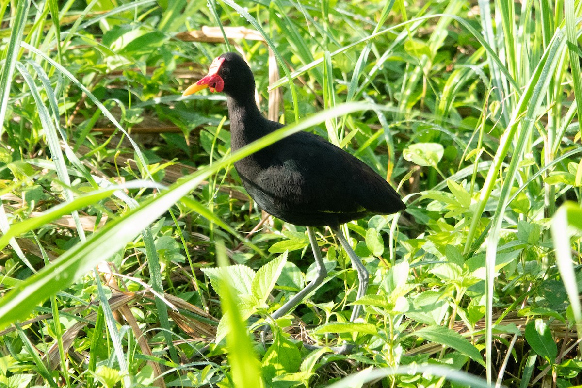 Wattled Jacana - ML643283048