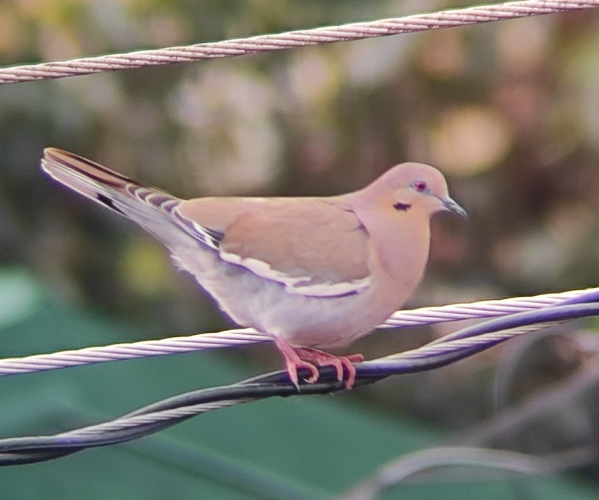 White-winged Dove - ML643283053