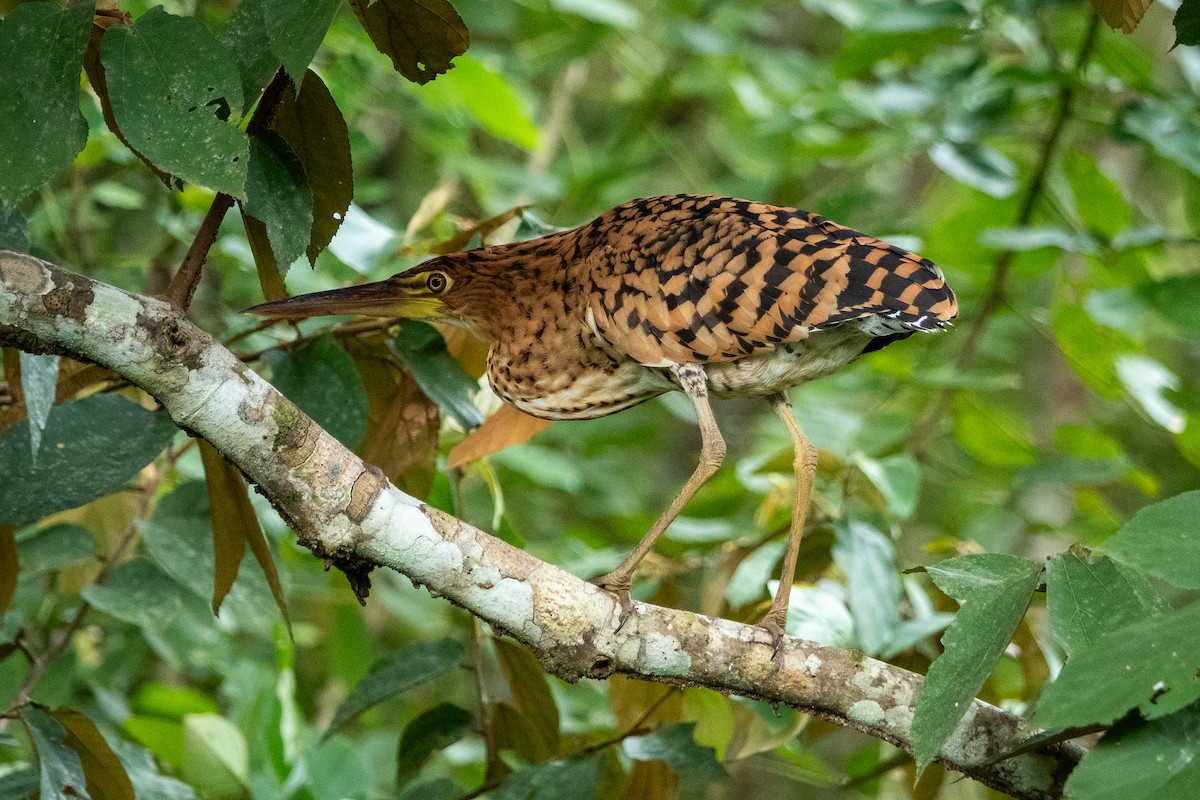 Onoré rayé - ML643283062