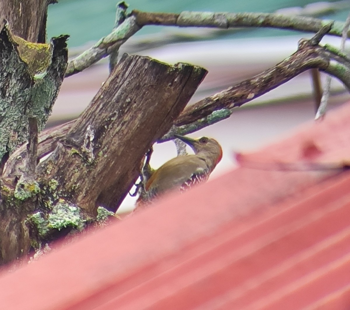 Hoffmann's Woodpecker - ML643283068