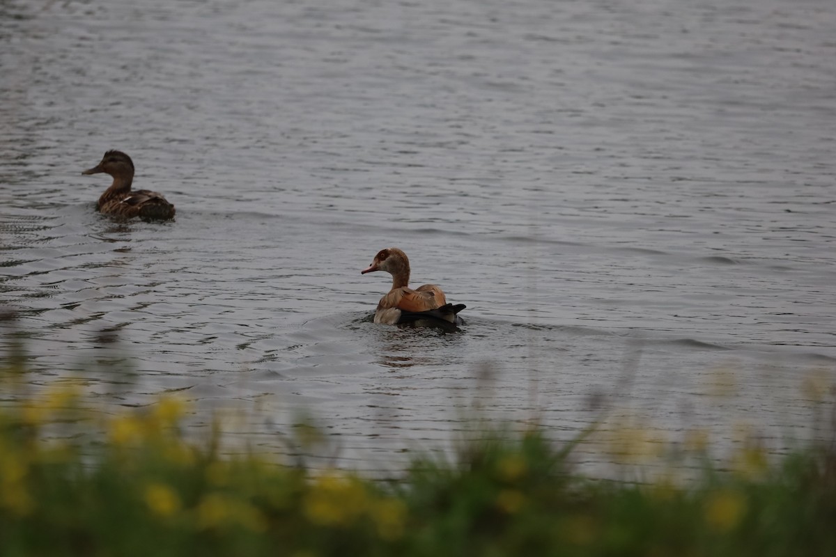Egyptian Goose - ML643283079