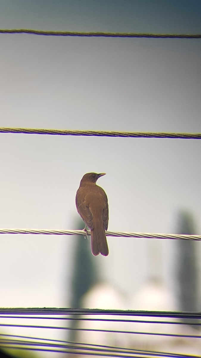 Clay-colored Thrush - ML643283085