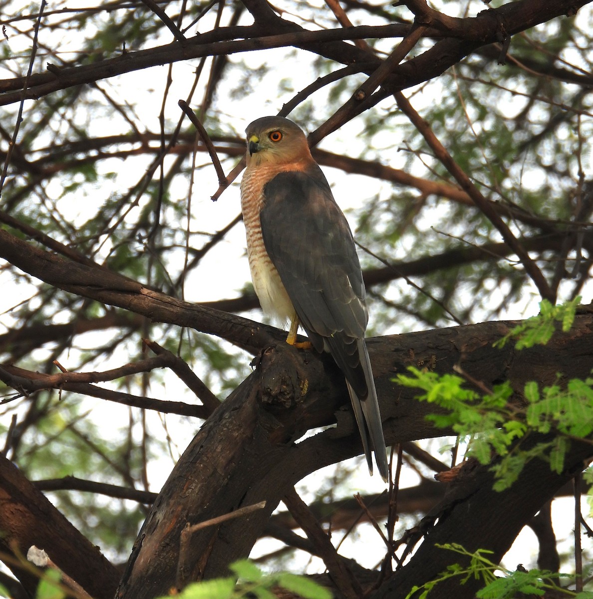 Shikra - ML643283086