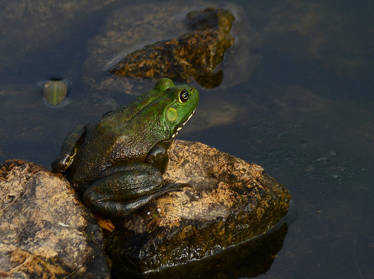 American Bullfrog - ML643283087