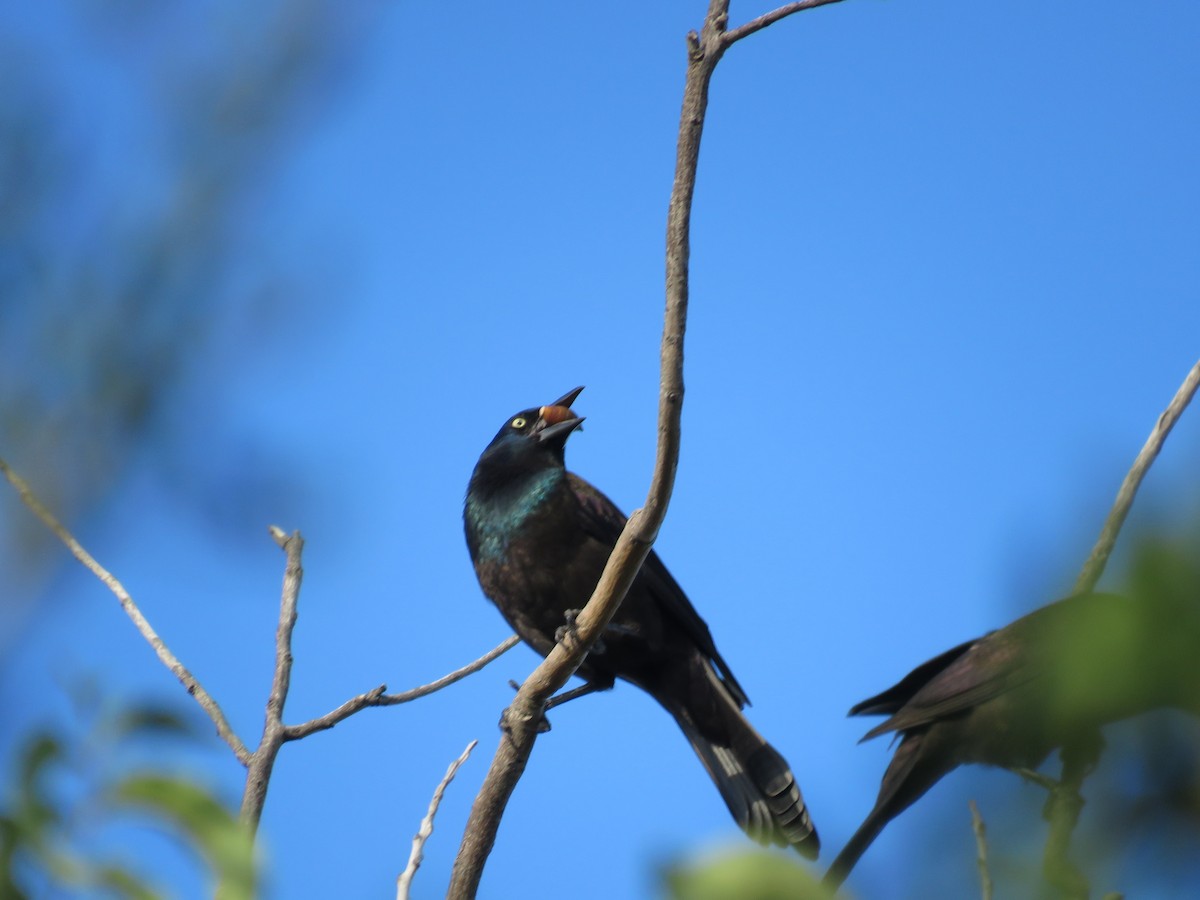 Common Grackle - ML643283090