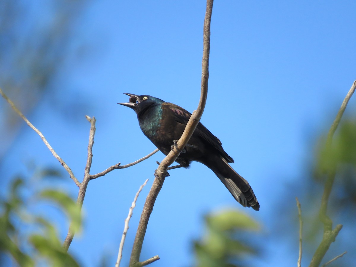 Common Grackle - ML643283091