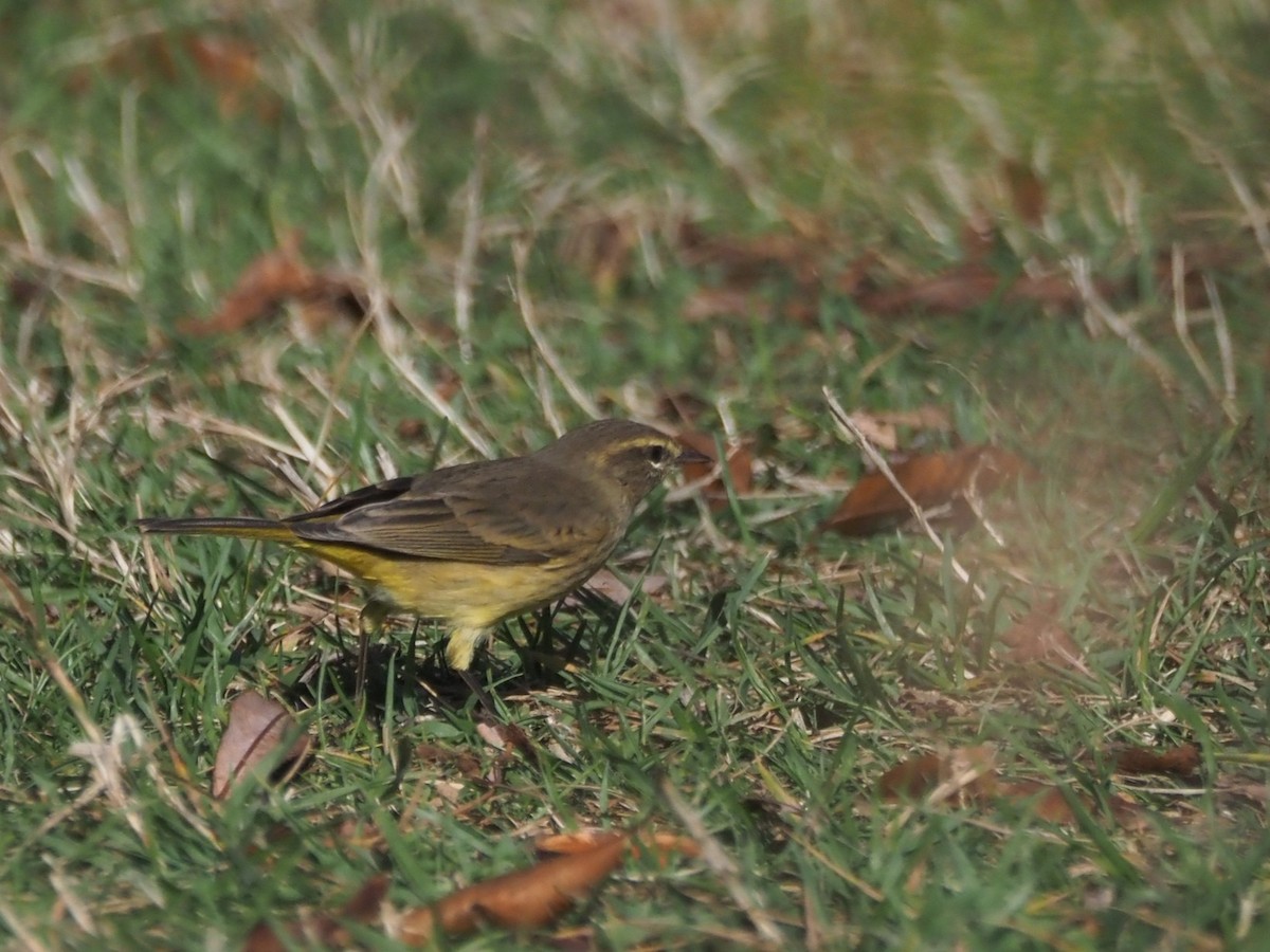 lesňáček bažinný (ssp. hypochrysea) - ML643283100