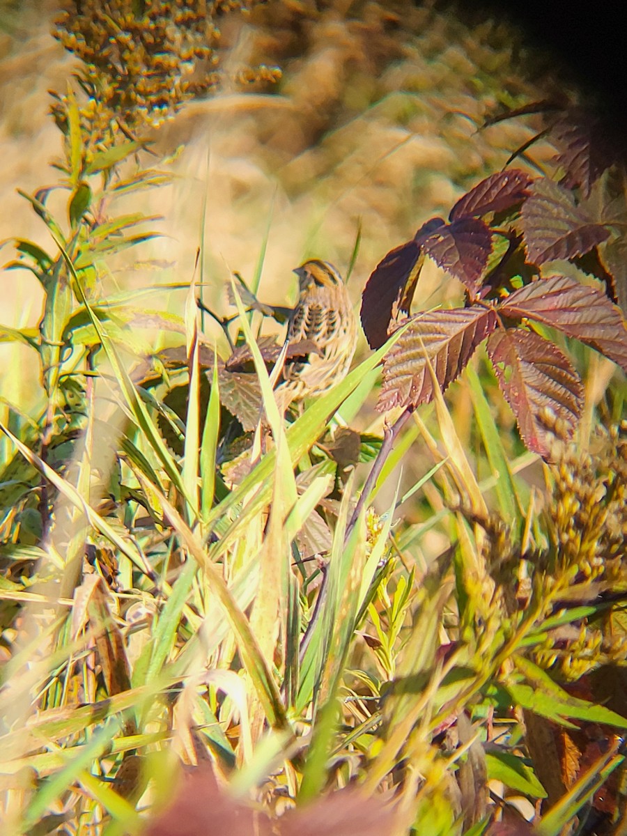 LeConte's Sparrow - ML643283111