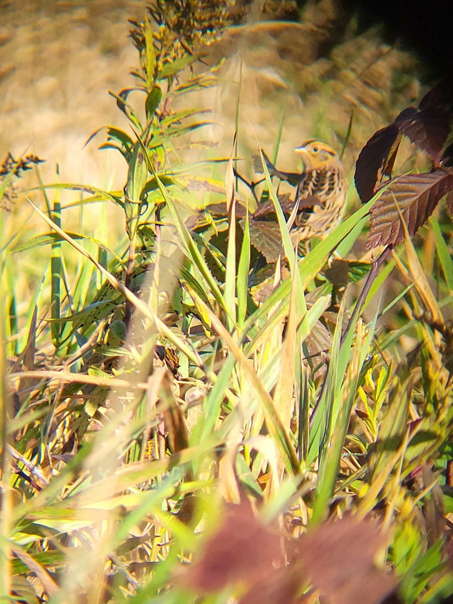 LeConte's Sparrow - ML643283112