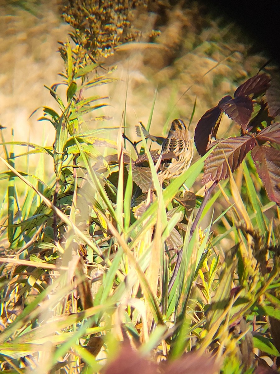 LeConte's Sparrow - ML643283113