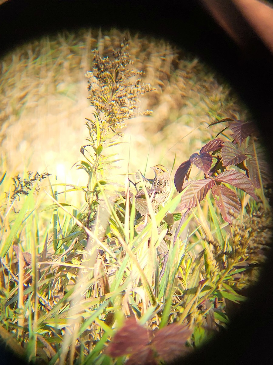 LeConte's Sparrow - ML643283114