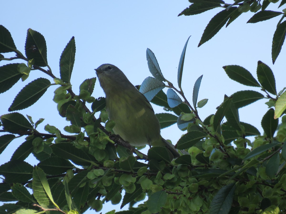 Orange-crowned Warbler - ML643283117