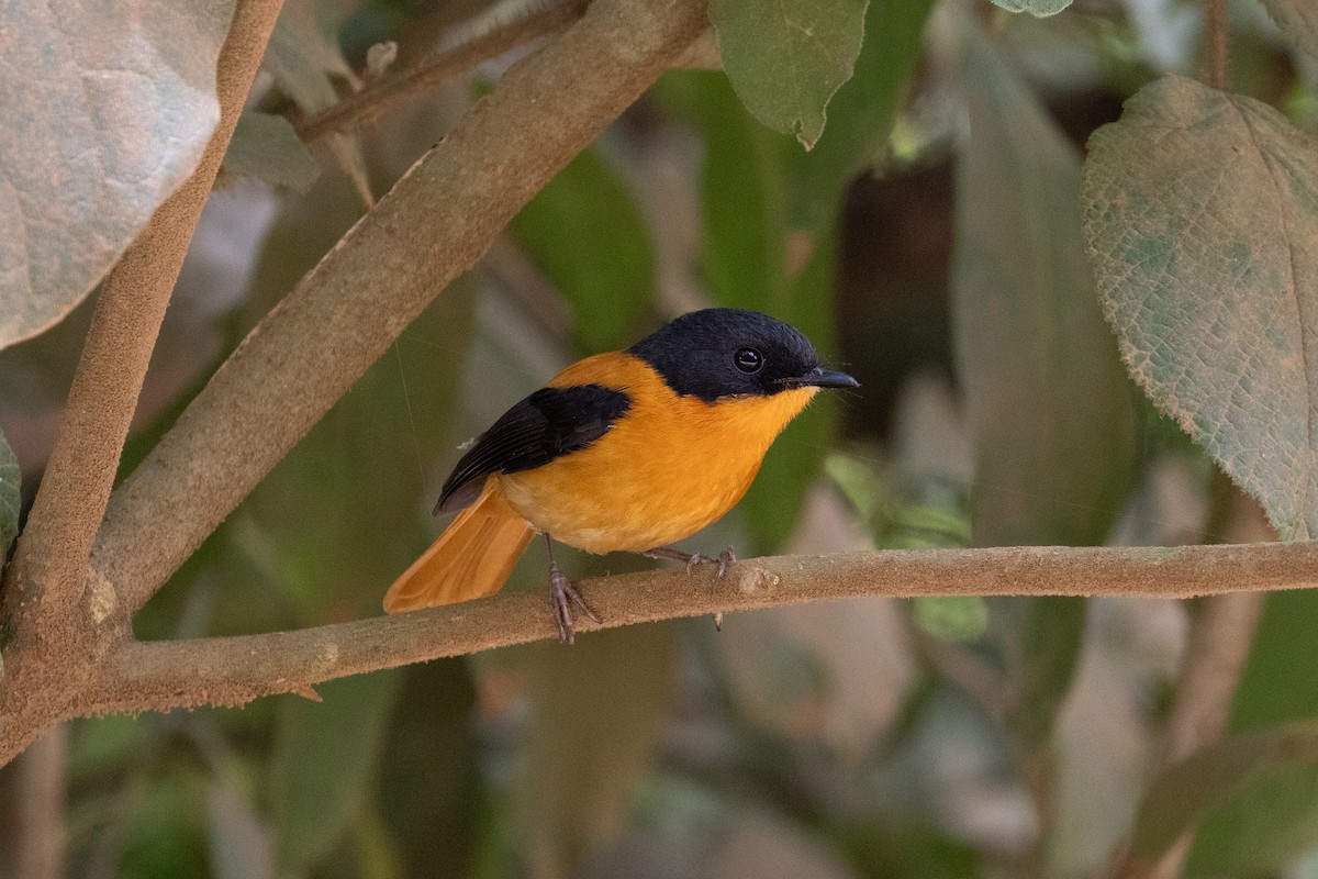 Black-and-orange Flycatcher - ML643283119