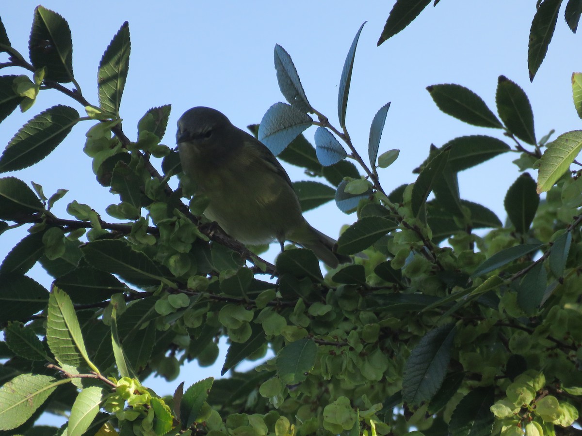 Orange-crowned Warbler - ML643283120