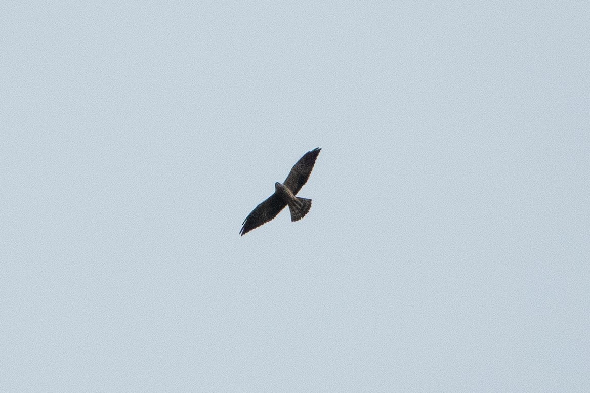 Mississippi Kite - ML643283131