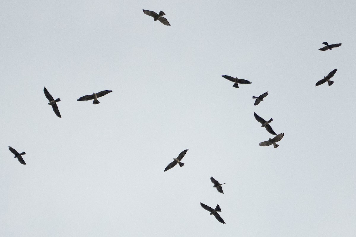 Mississippi Kite - ML643283132
