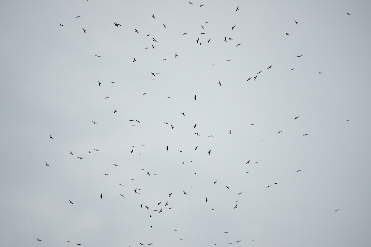 Mississippi Kite - ML643283135