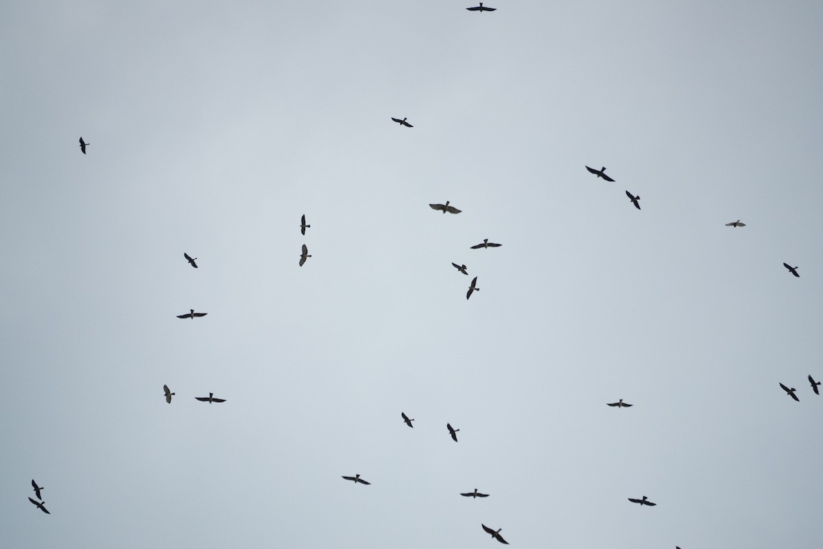 Mississippi Kite - ML643283136