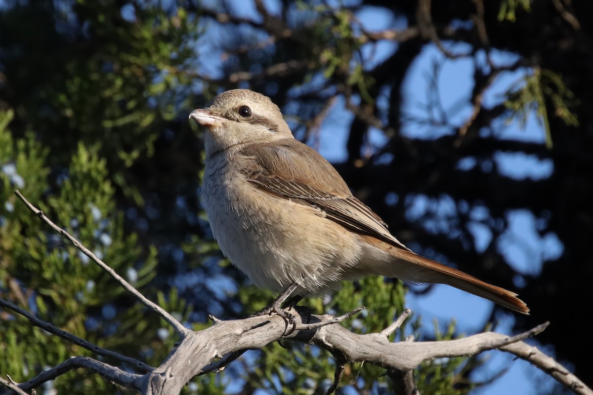 Isabelline Shrike - ML643283137