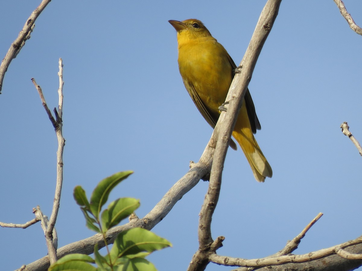 Summer Tanager - ML643283145