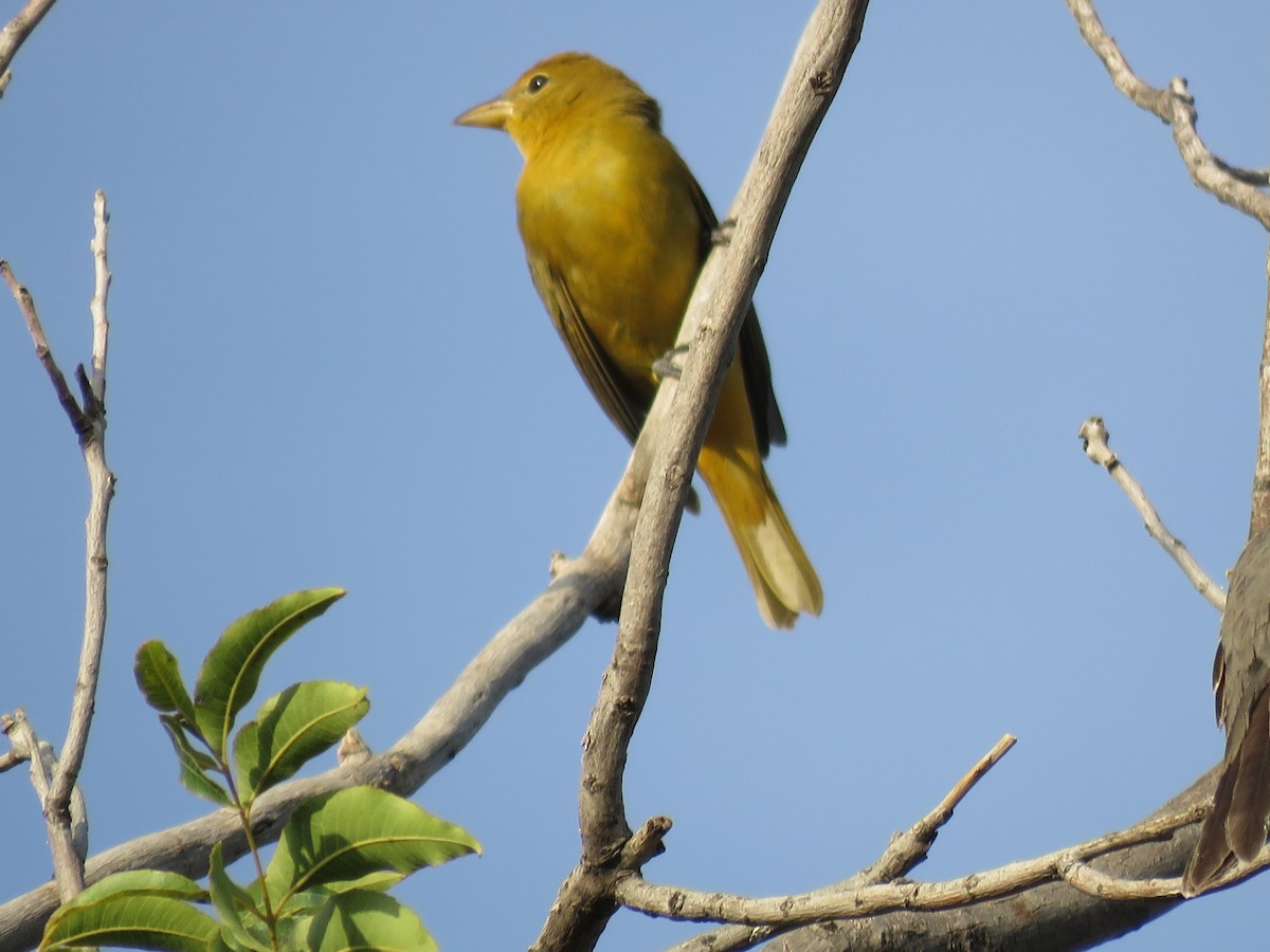 Summer Tanager - ML643283146