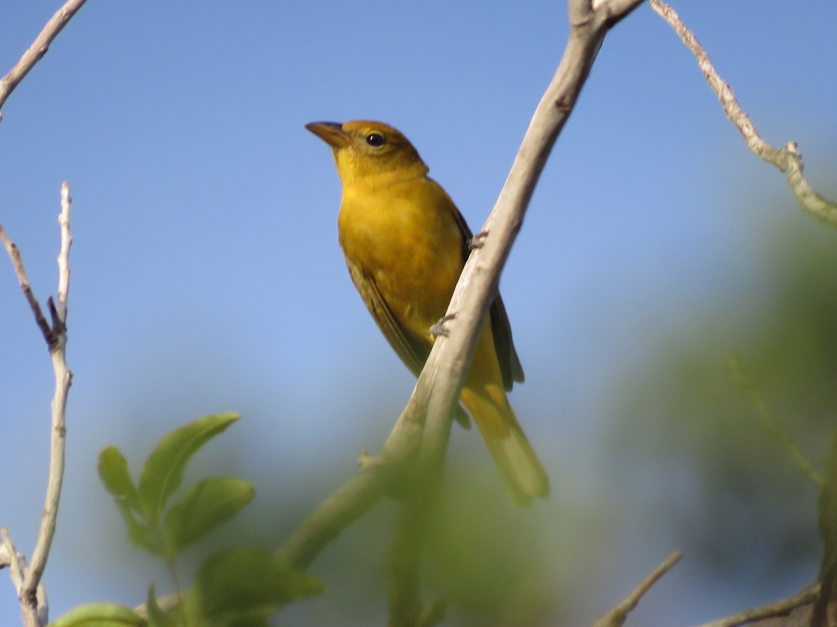 Summer Tanager - ML643283147