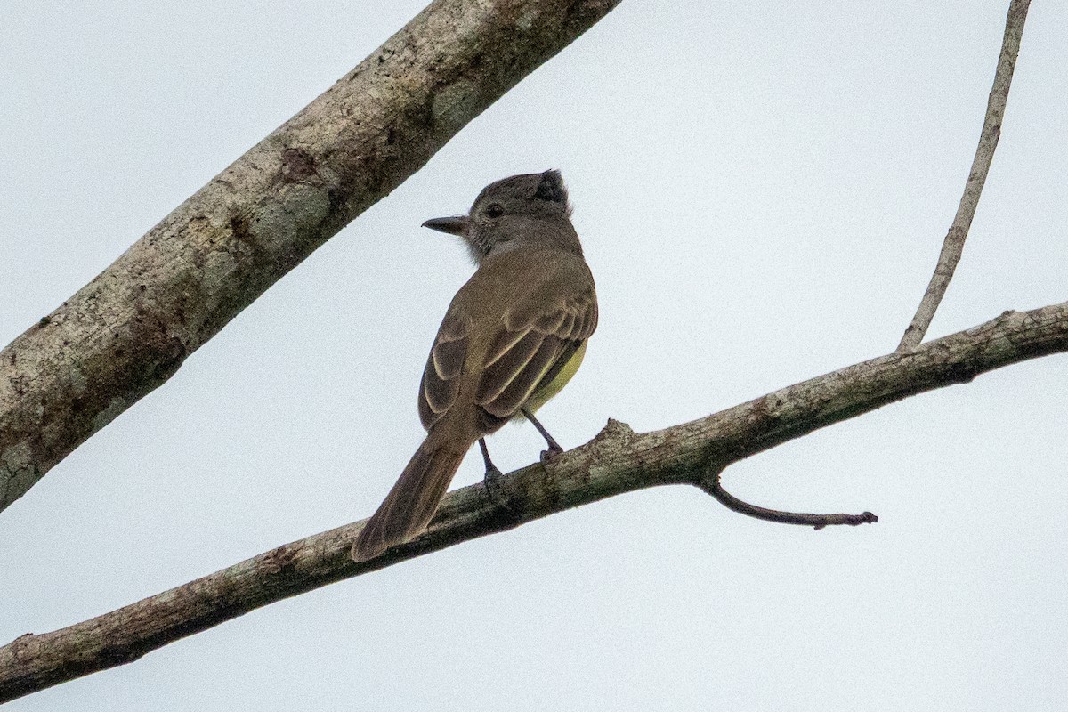 Panama Flycatcher - ML643283194
