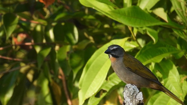 Buff-throated Saltator - ML643283209