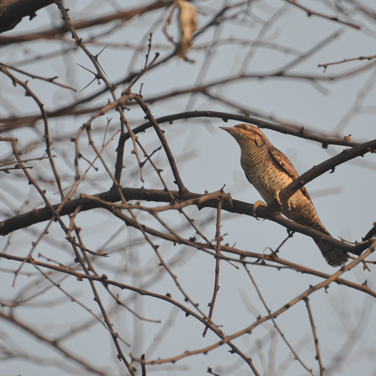 Eurasian Wryneck - ML643283223