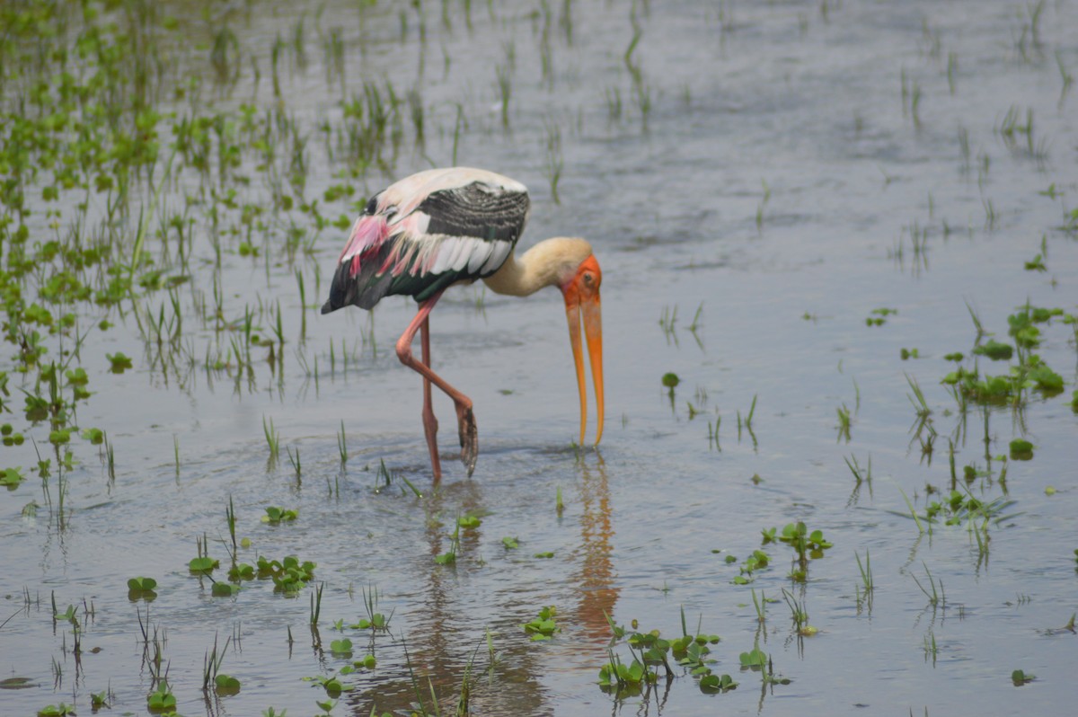 Painted Stork - ML643283231