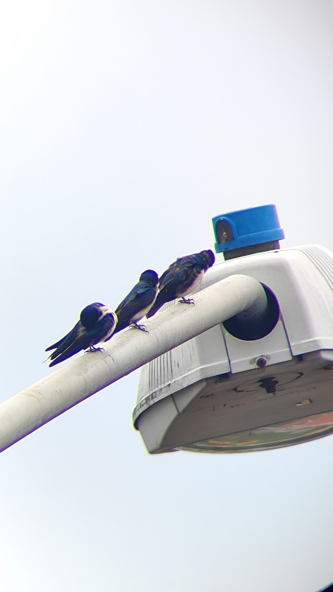 Blue-and-white Swallow - ML643283251