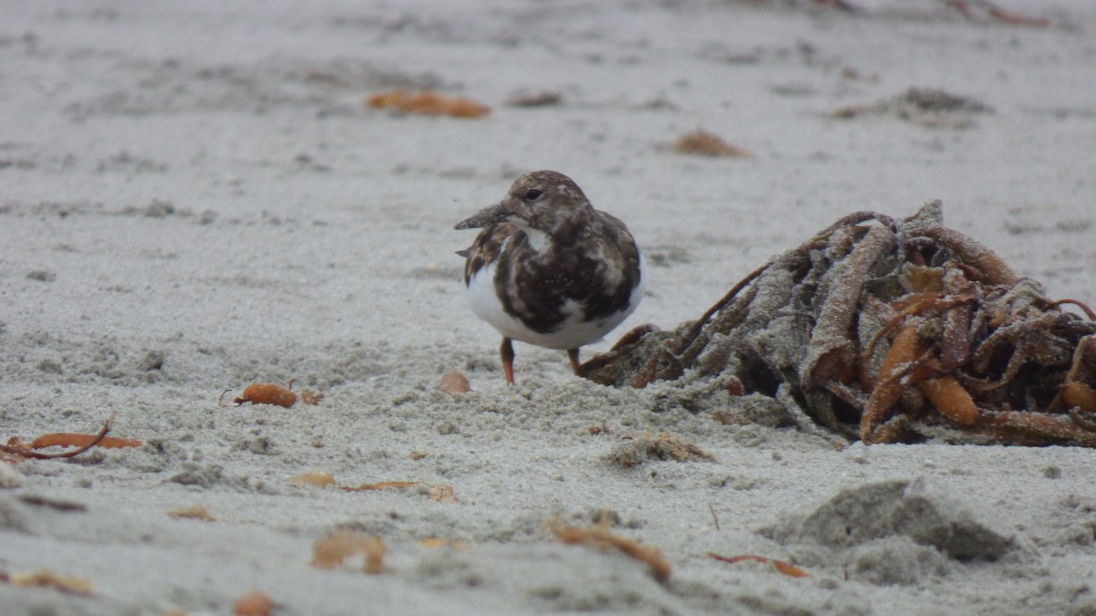 Ruddy Turnstone - ML643283252