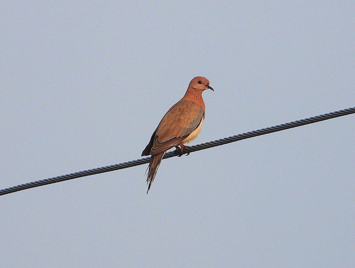eBird Checklist - 8 Oct 2025 - AAETI, Neemli, Rajasthan, IN (27.838, 76 ...